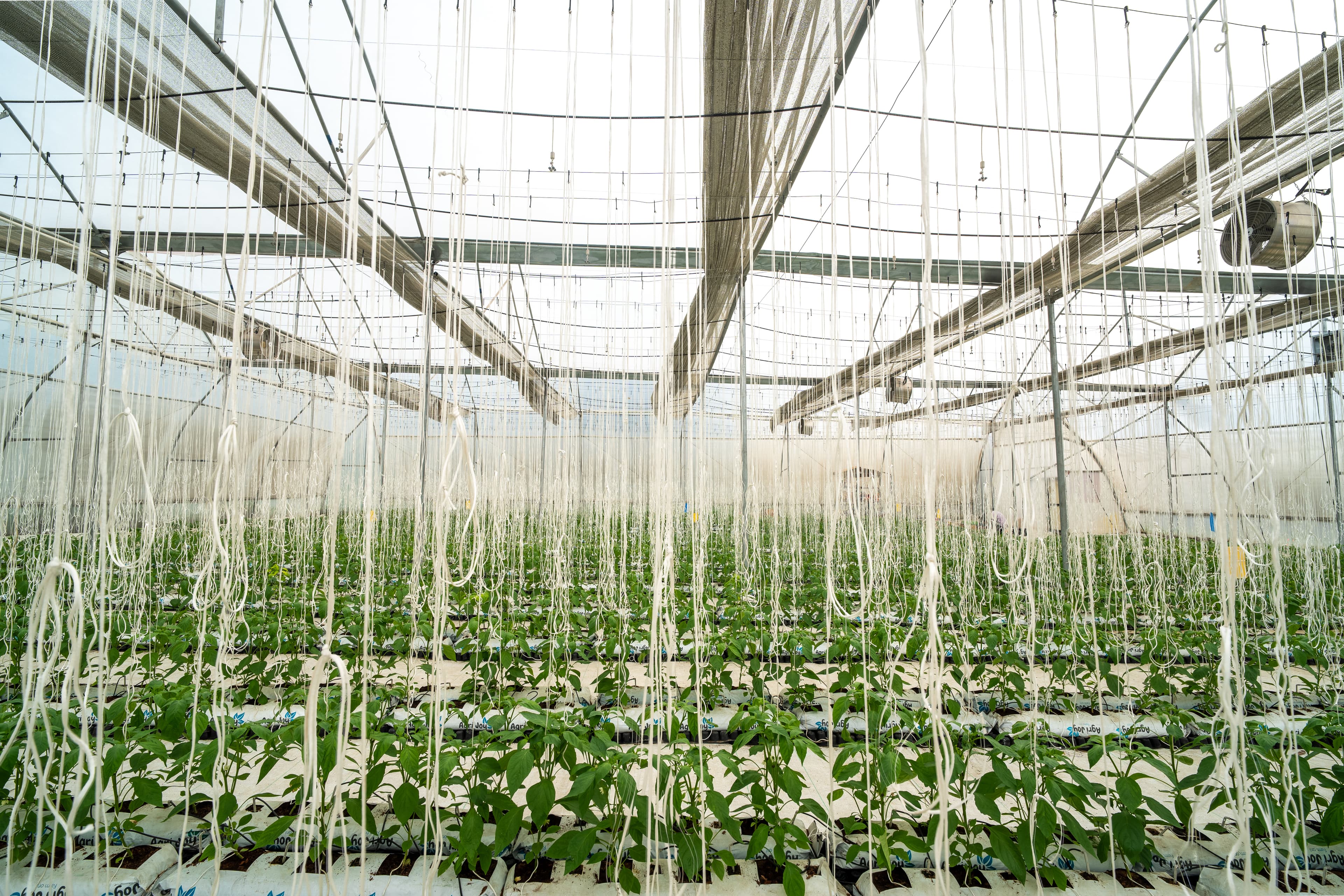 Mahasu Farms Polyhouse Interior