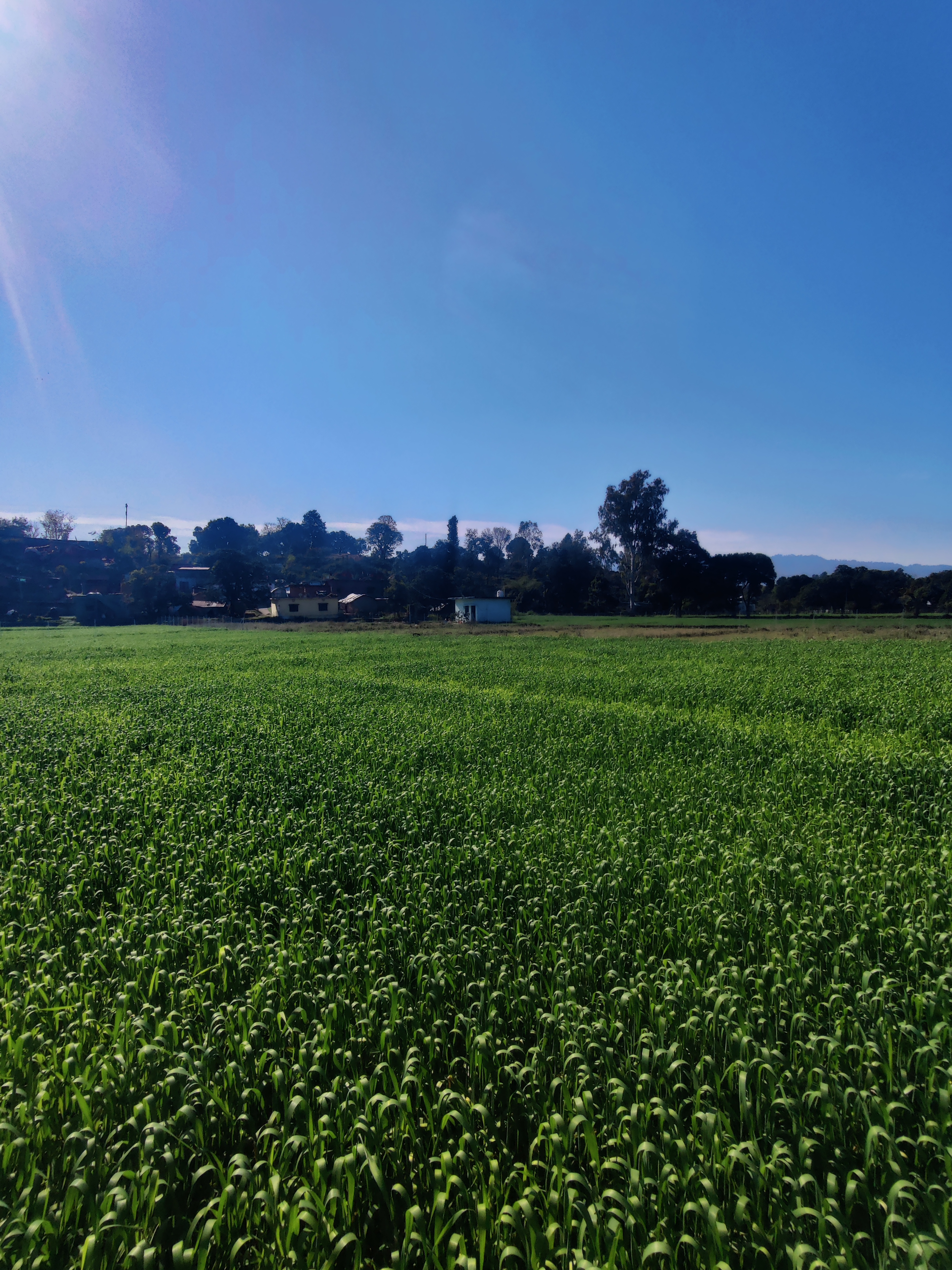 Open green farmland and crops growing