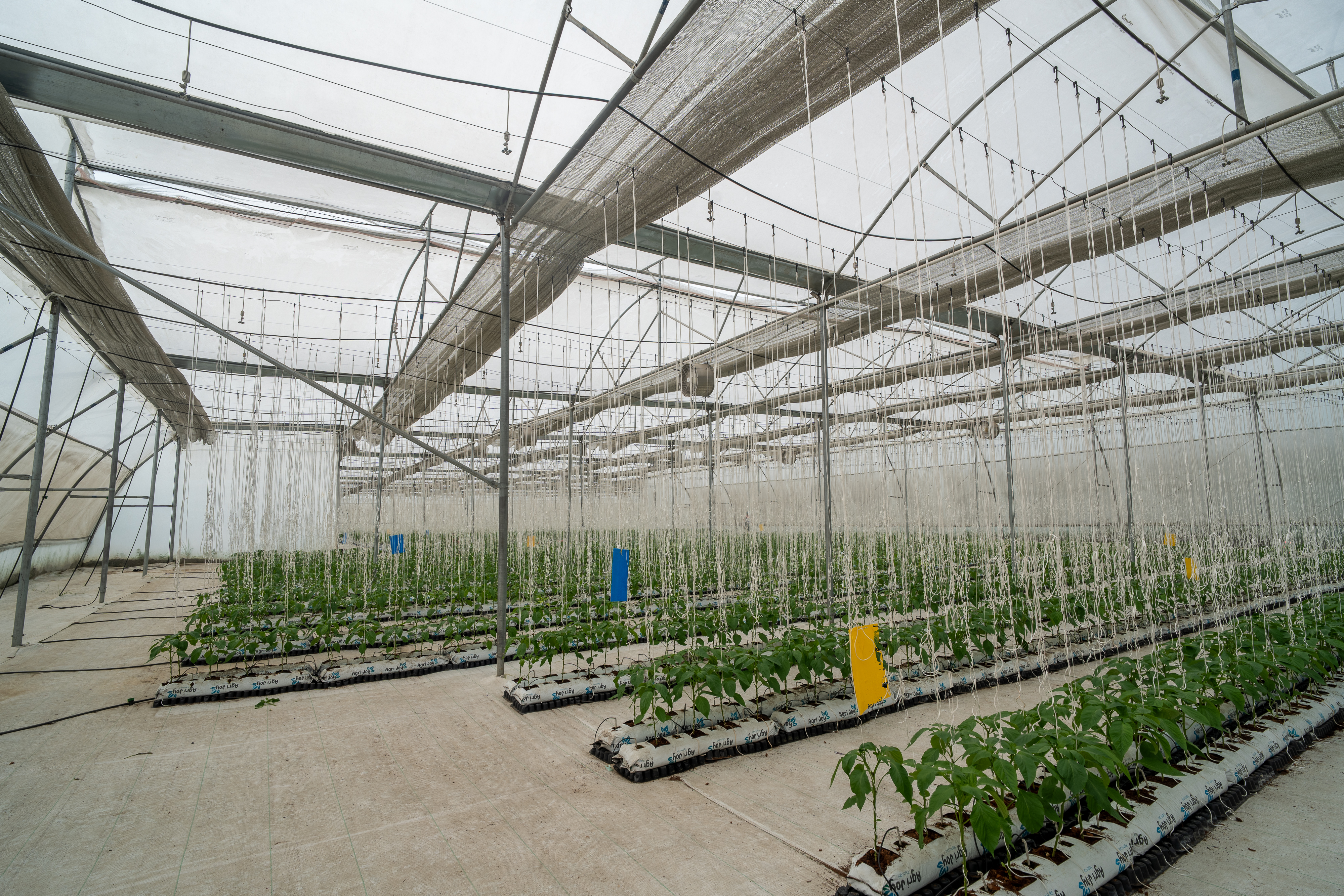 Lush farm crops and plants